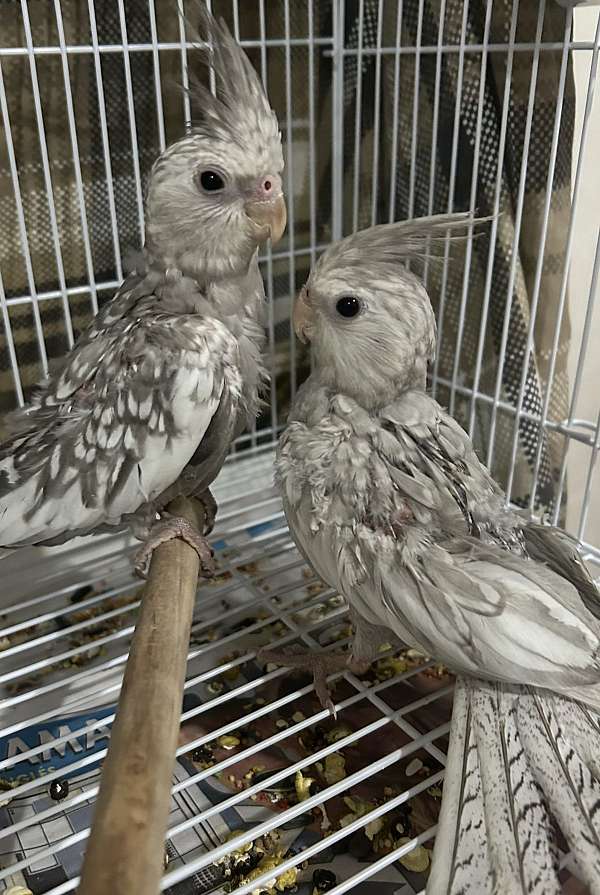 cockatiel-for-sale