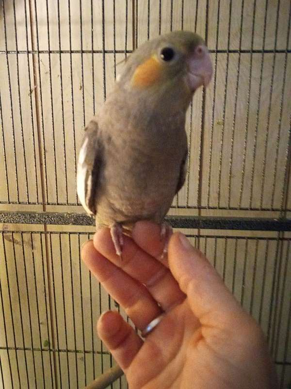 cockatiel-for-sale