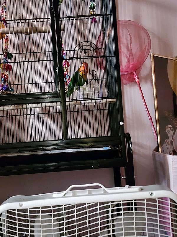 lovebird-for-sale-in-galesburg-il