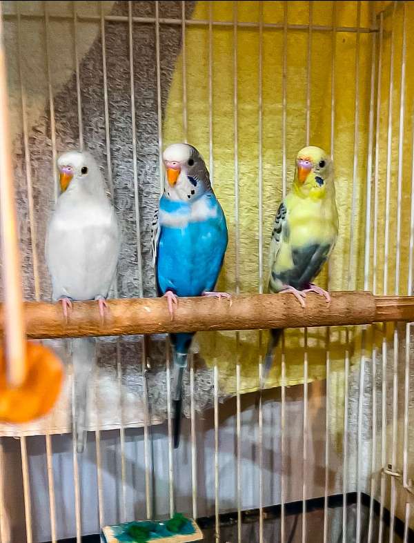 budgerigar-parakeet-for-sale-in-centereach-ny