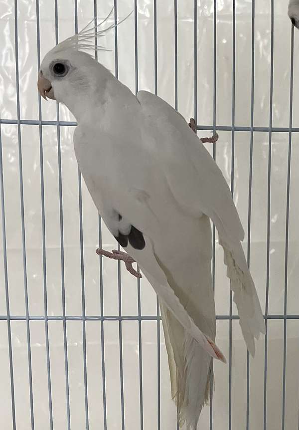 cockatiel-for-sale