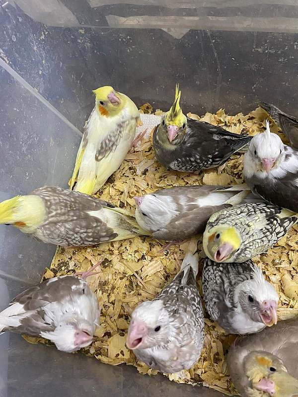 cockatiel-for-sale