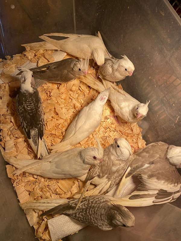 cockatiel-for-sale