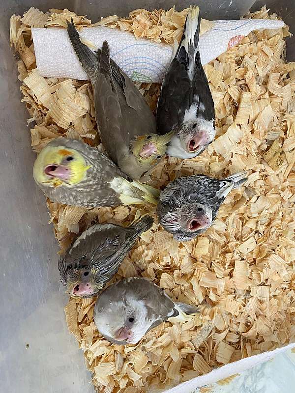 cockatiel-for-sale