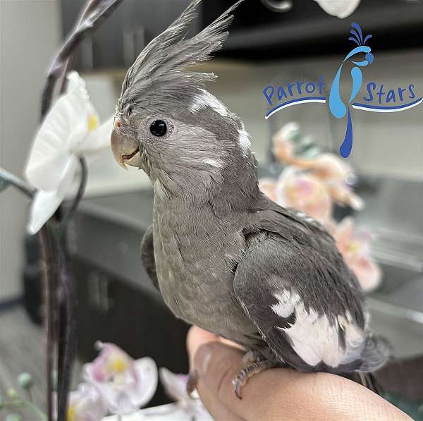 cockatiel-for-sale