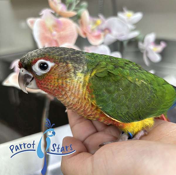 green-cheek-conure-for-sale