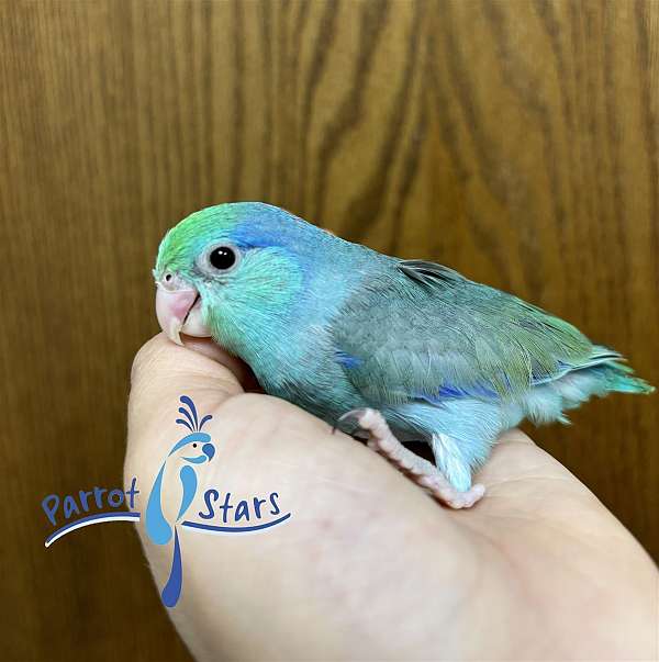 pacific-parrotlet-for-sale