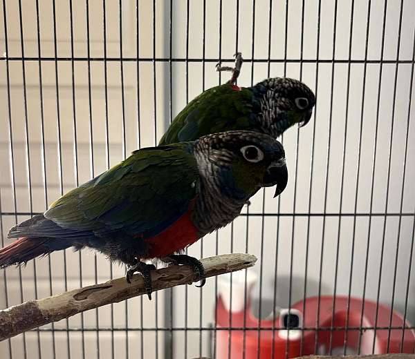 tame-conure-crimson-bellied-conure-for-sale