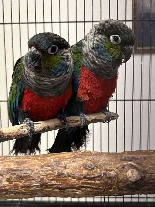 tame-conure-crimson-bellied-conure-for-sale