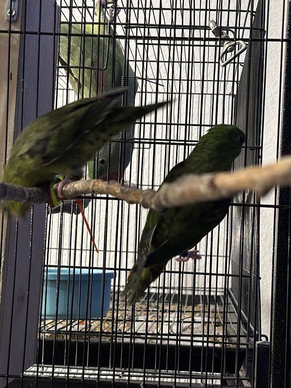 lineolated-parakeet-for-sale-in-hutto-tx