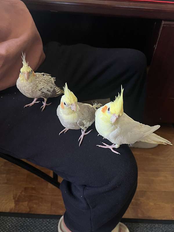 cockatiel-for-sale