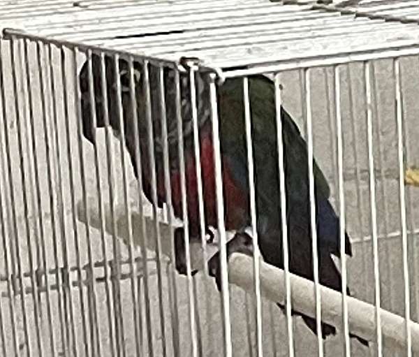 crimson-bellied-conure-for-sale-in-lexington-nc