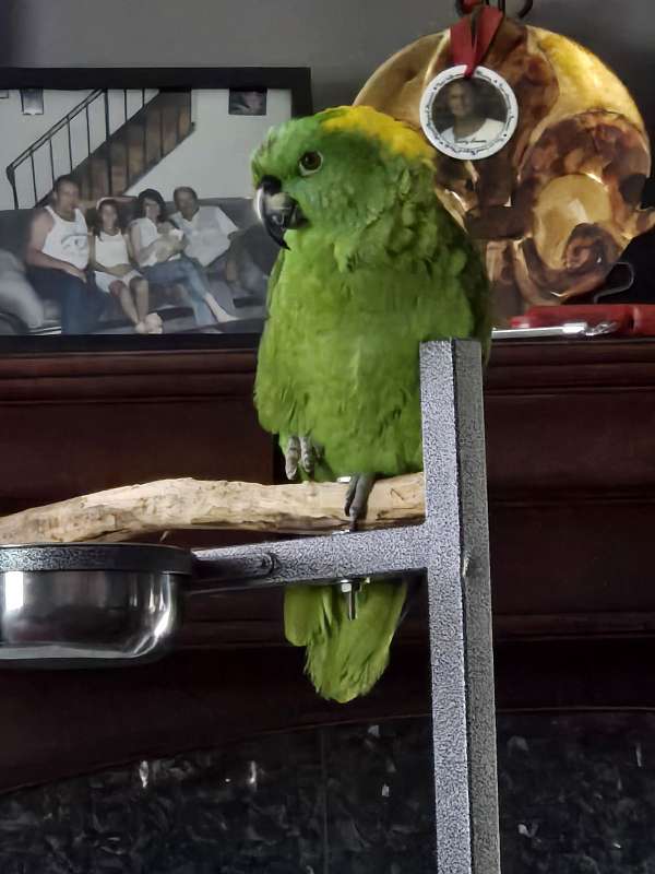 amazon-parrot-for-sale-in-avondale-la