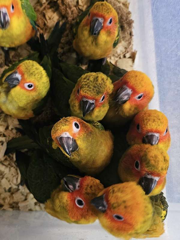 sun-conure-for-sale-in-trafford-pa