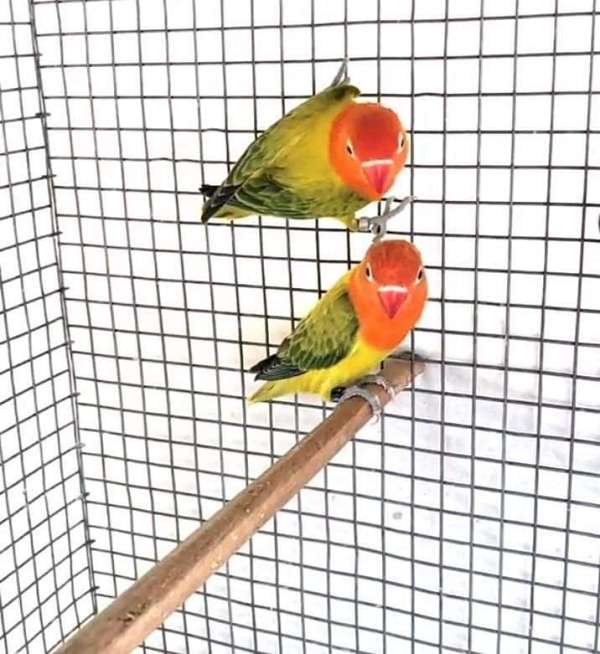 lovebird-for-sale