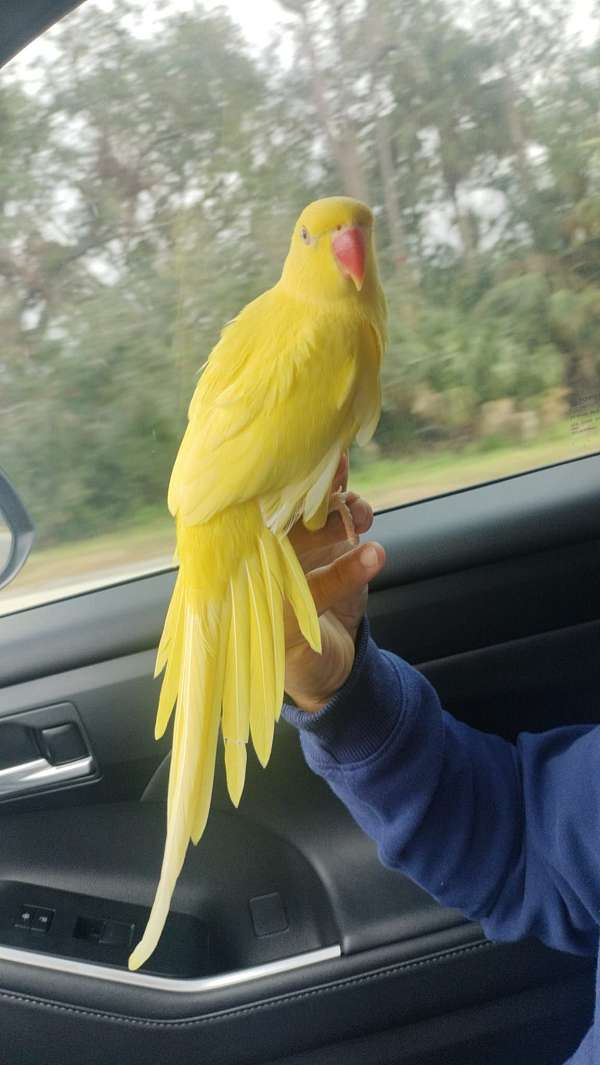 parrot-for-sale