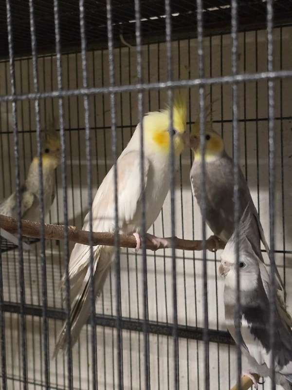 cockatiel-for-sale