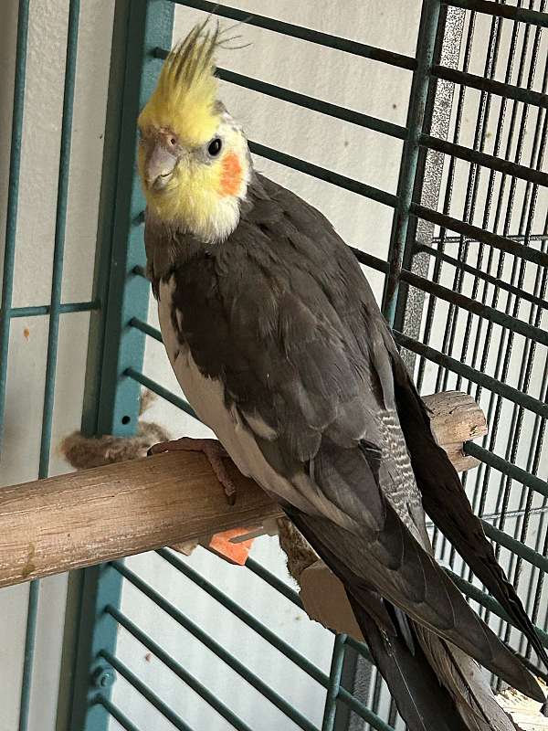 cockatiel-for-sale-in-ferndale-mi