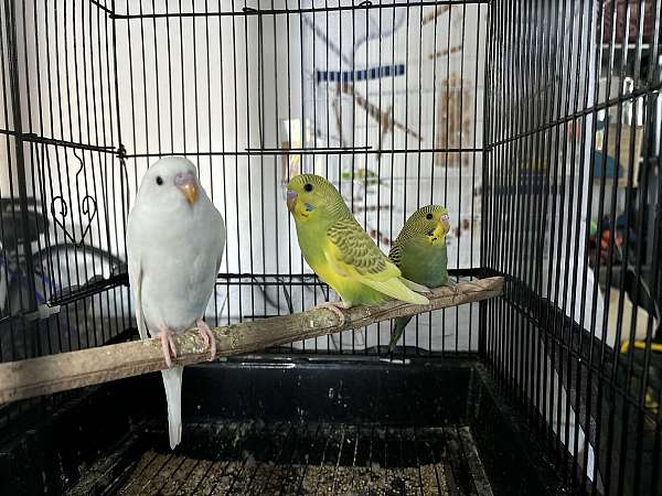 parakeet-for-sale