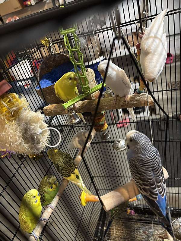 parakeet-for-sale