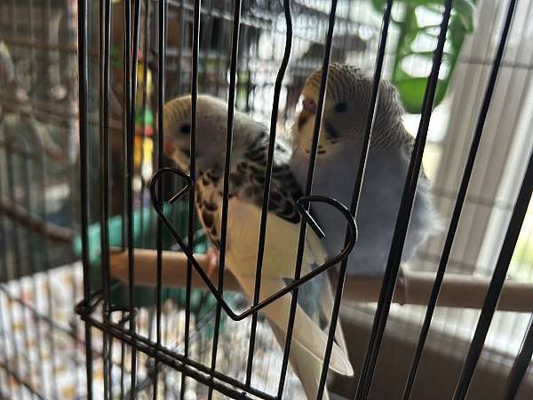 bird-for-sale-in-camden-sc