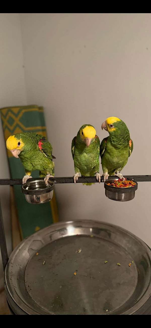 amazon-parrot-for-sale