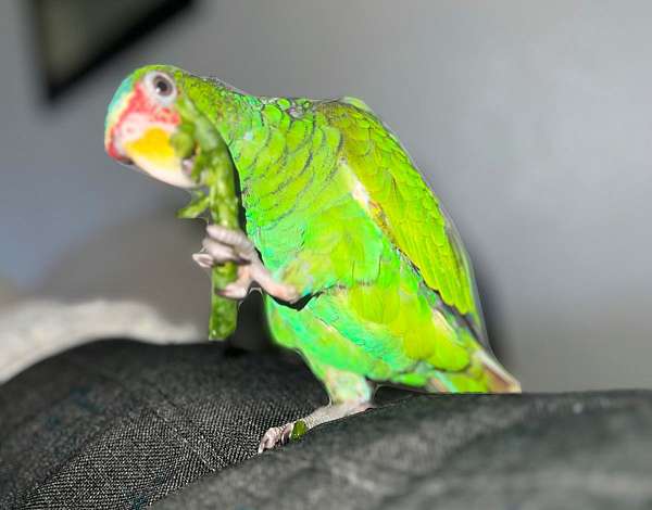 amazon-parrot-for-sale