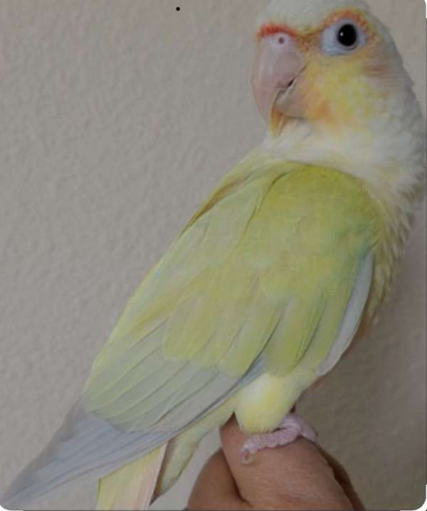 conure-half-moon-conure-for-sale-in-delray-beach-fl