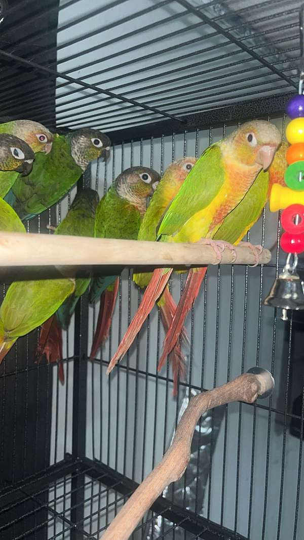 conure-for-sale