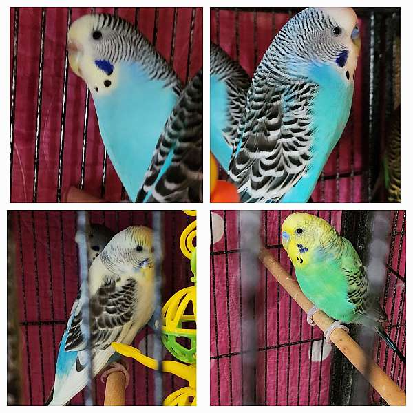 parakeet-for-sale-in-northport-al