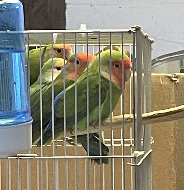 peach-faced-lovebird-for-sale-in-lexington-nc