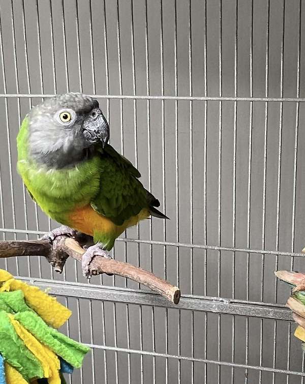 senegal-poicephalus-parrots-for-sale