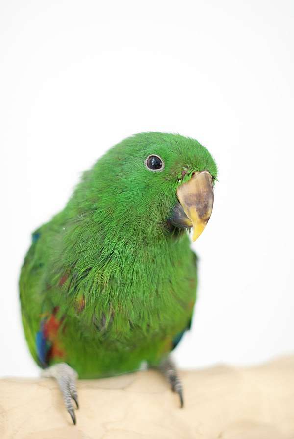 solomon-island-eclectus-parrots-for-sale-in-west-st-paul-mn