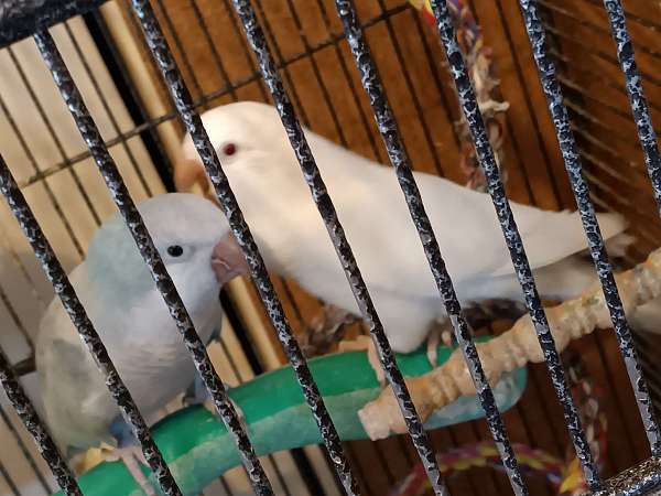 quaker-parrots-for-sale-in-irwin-oh