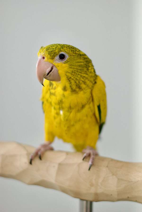 golden-conure-for-sale-in-west-st-paul-mn