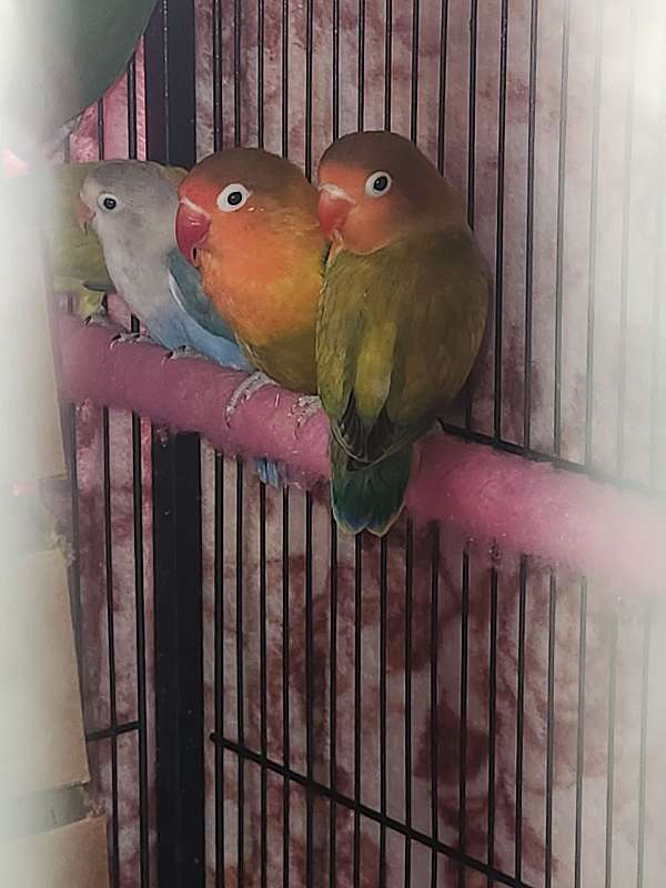 lovebird-for-sale