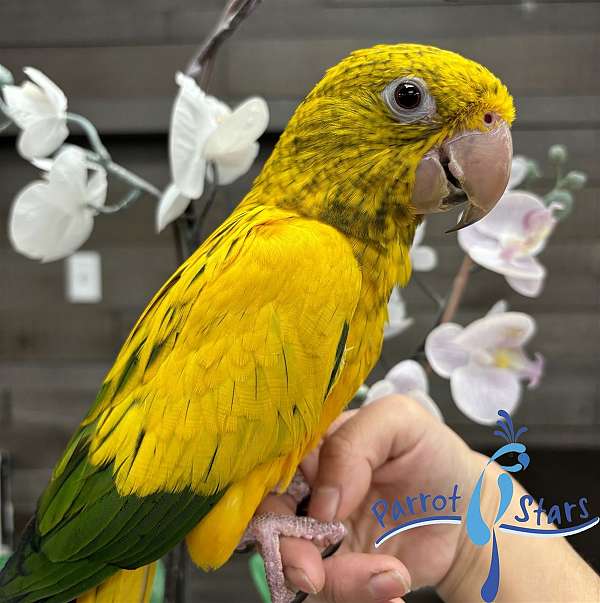 golden-conure-for-sale