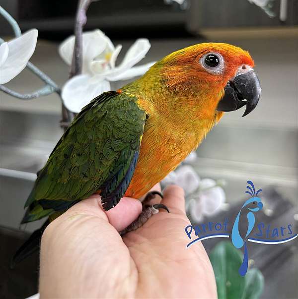 sun-conure-for-sale