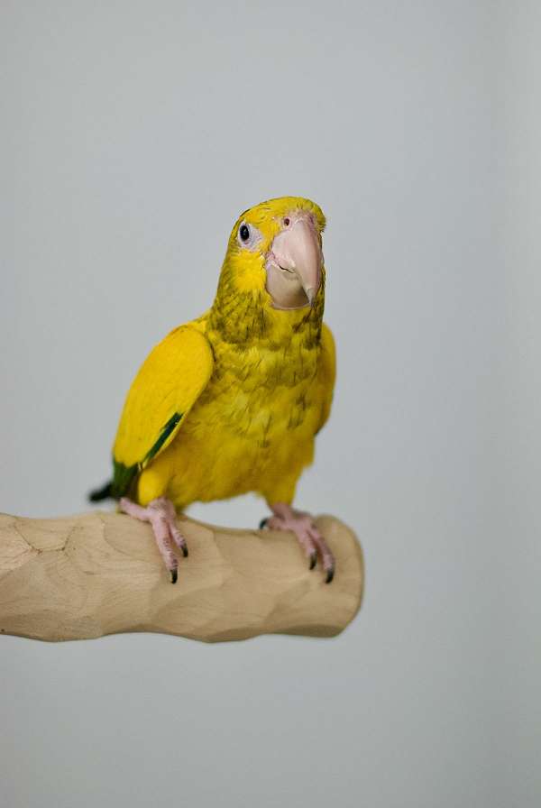 grey-red-conure-for-sale