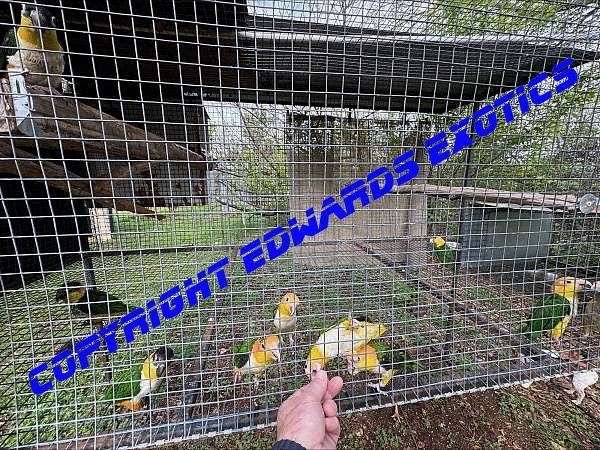 caique-for-sale-in-liberty-hill-tx