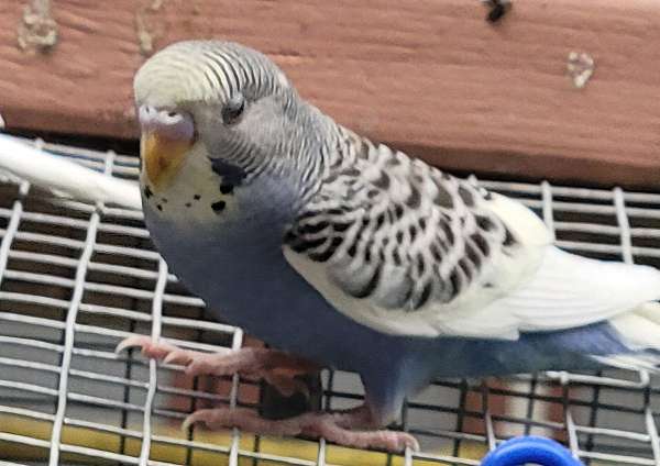 parakeet-for-sale