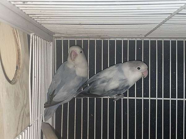 fischers-lovebird-for-sale