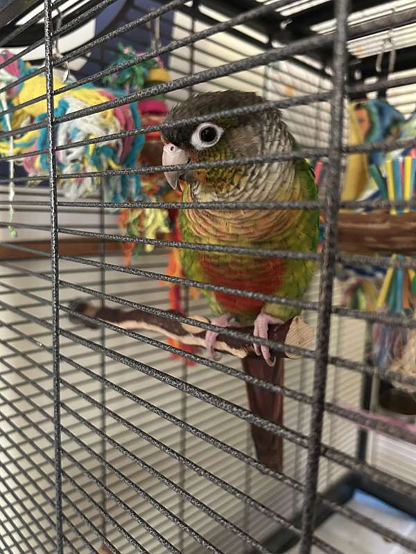 green-cheek-conure-for-sale