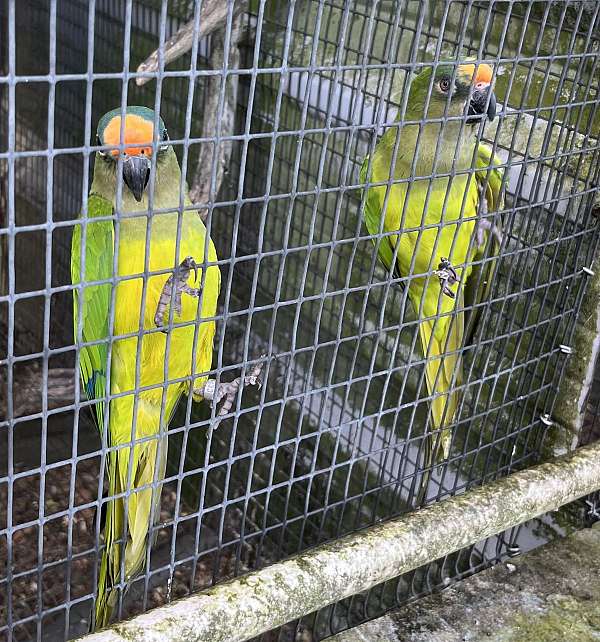 peach-front-conure-for-sale-in-dundee-fl