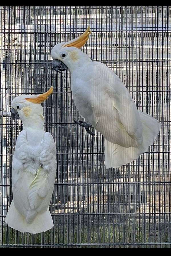 bonded-pair-bird-for-sale-in-dundee-fl