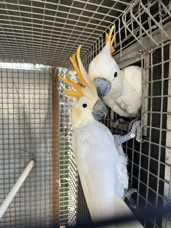 adult-bird-for-sale-in-dundee-fl