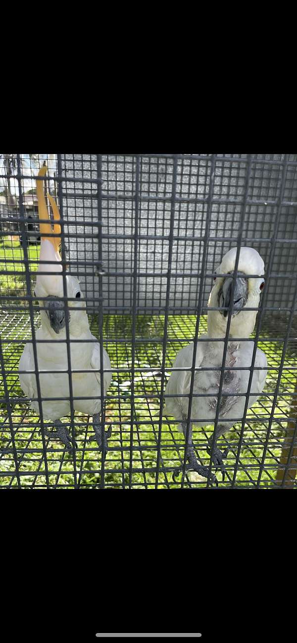 citron-crested-cockatoo-for-sale