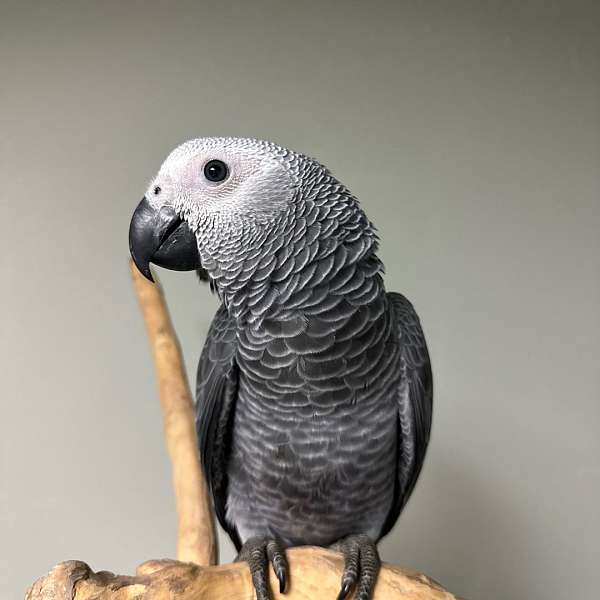 congo-african-grey-parrot-for-sale