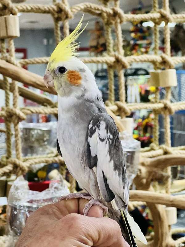 cockatiel-for-sale