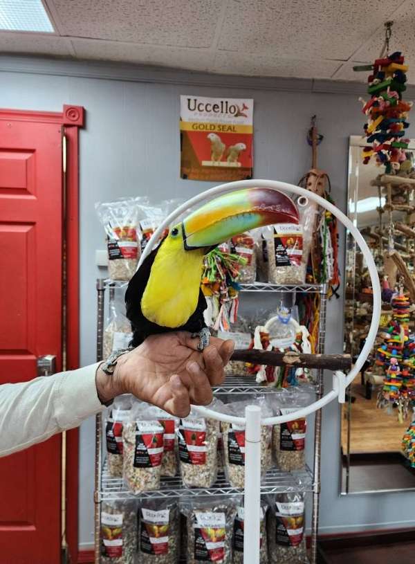 toucan-for-sale-in-stroudsburg-pa